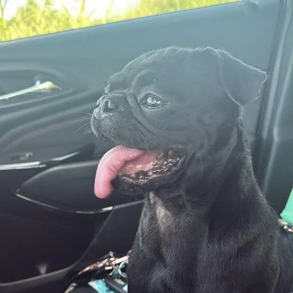An adult small-sized female Black Pug dog named Haley for adoption in Alvin, TX