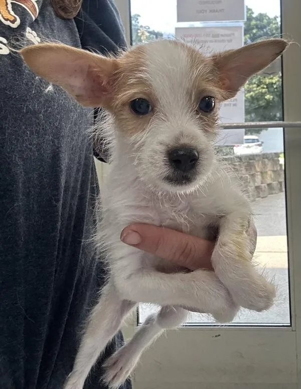 A baby small-sized male Chihuahua dog named Goliath for adoption in Oakland, NJ