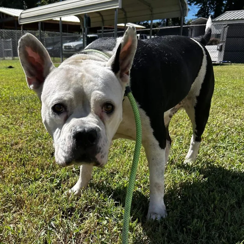 An adult large-sized female Black Mixed Breed dog named Joy for adoption in Greenville, SC