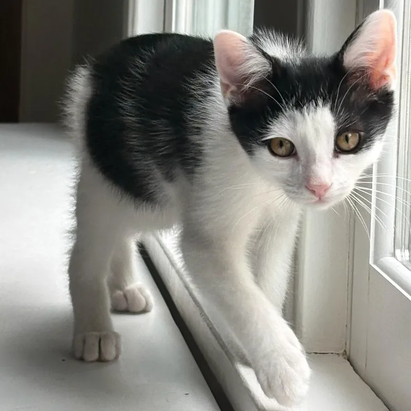A baby small-sized male White Domestic Short Hair cat named Brogue for adoption in Evanston, IL