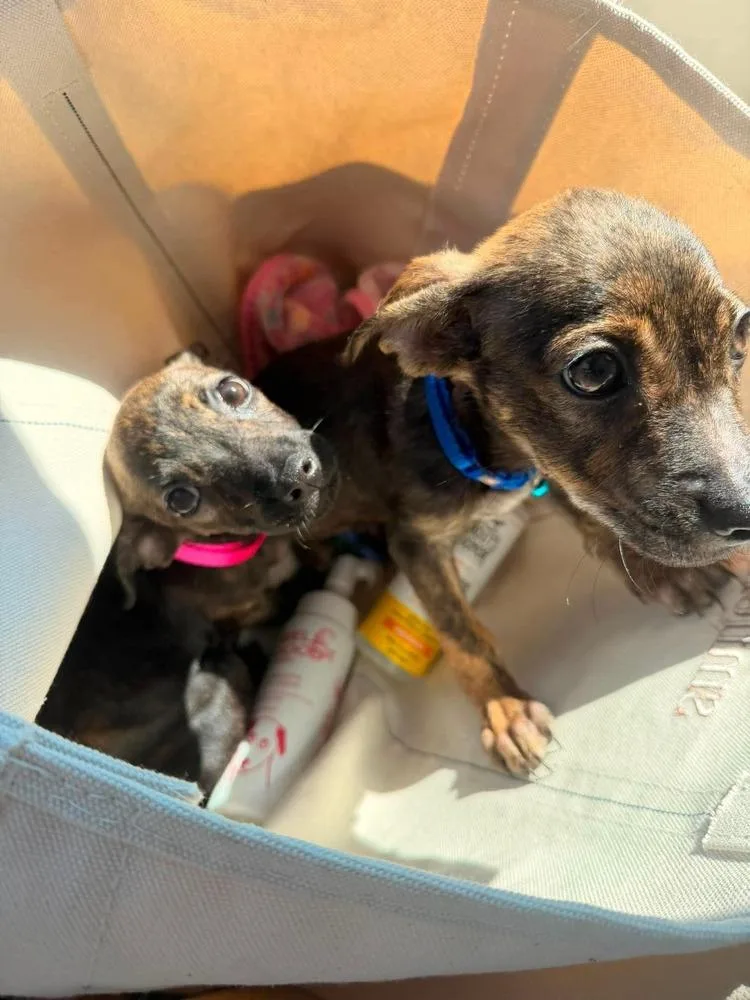 A baby medium-sized female Tricolor (Brown, Black, & White) Shih Tzu dog named Maui for adoption in Valley Stream, NY