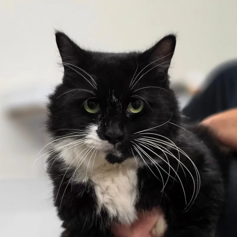 An adult medium-sized female Black Domestic Long Hair cat named Sassy for adoption in Williston, FL
