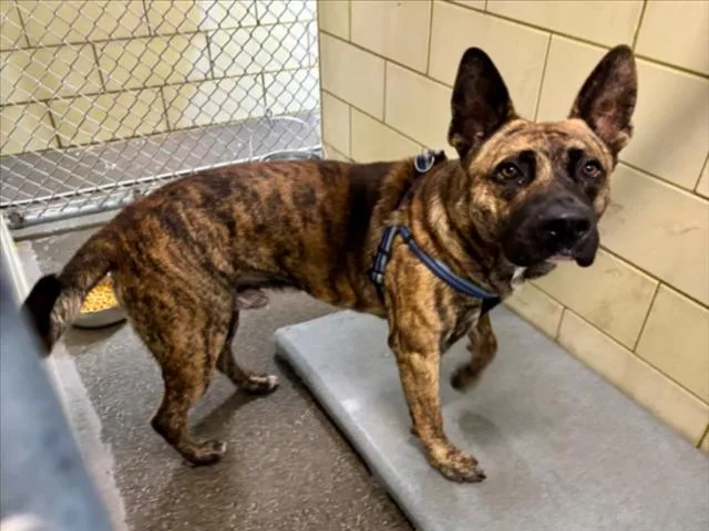 A young small-sized male German Shepherd Dog dog named Papas for adoption in Woodland, CA