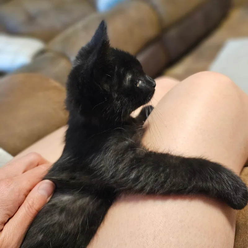 Nugget