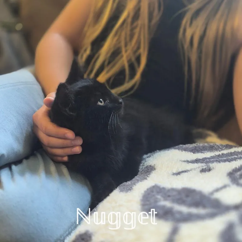 Nugget thumbnail 2