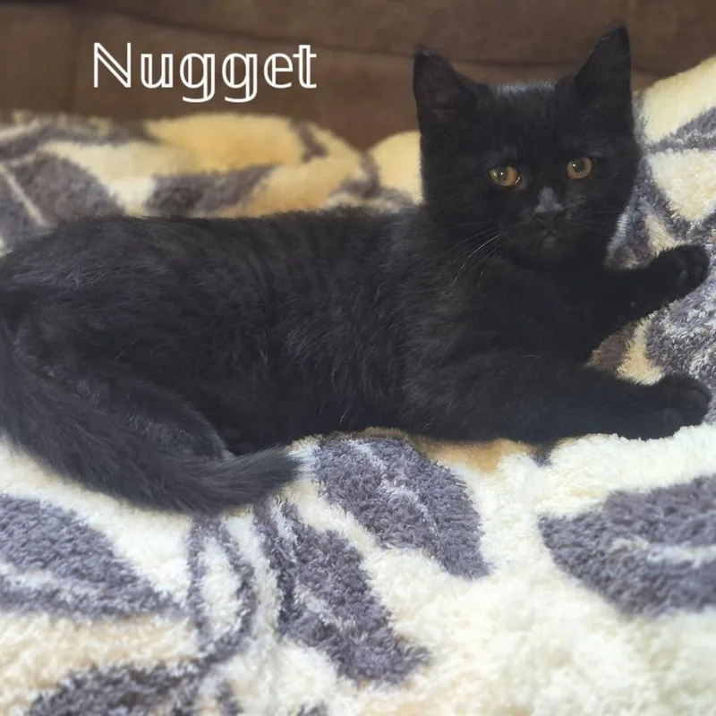 Nugget thumbnail 3