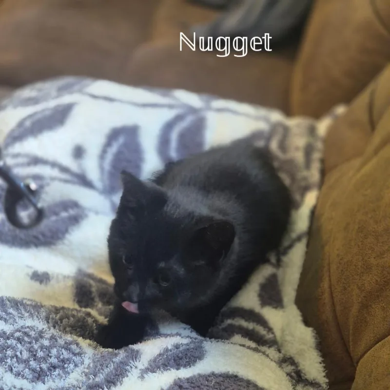 Nugget thumbnail 5