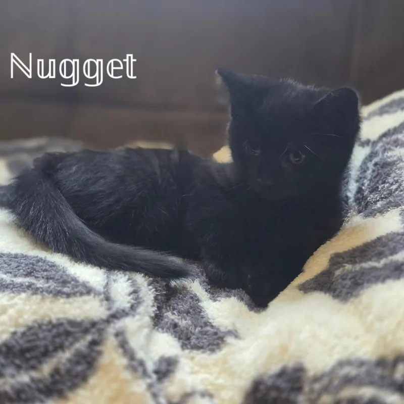 Nugget thumbnail 6