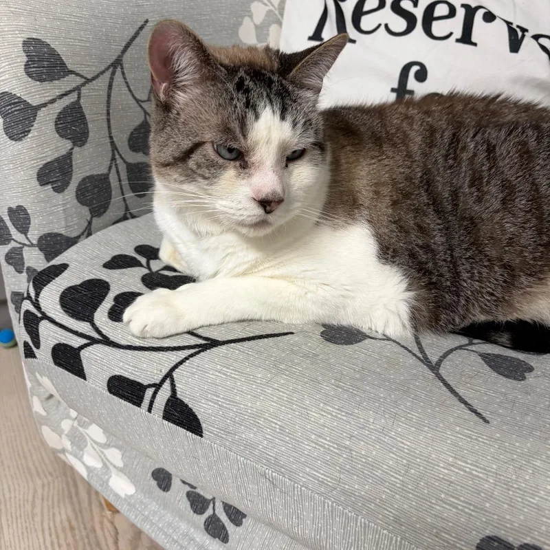 A senior large-sized male White Siamese cat named Stuart for adoption in Granville, OH