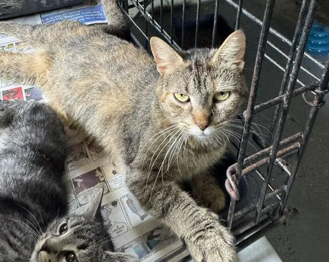 An adult medium-sized female Domestic Short Hair cat named Betty for adoption in Apollo, PA