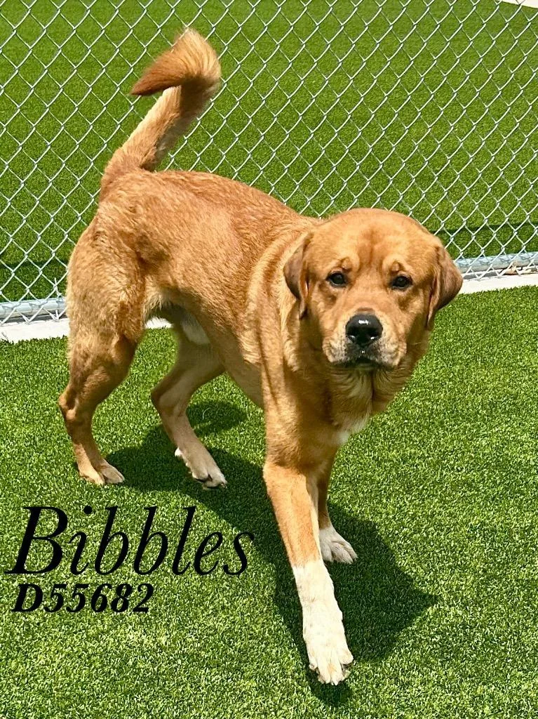 Bibbles
