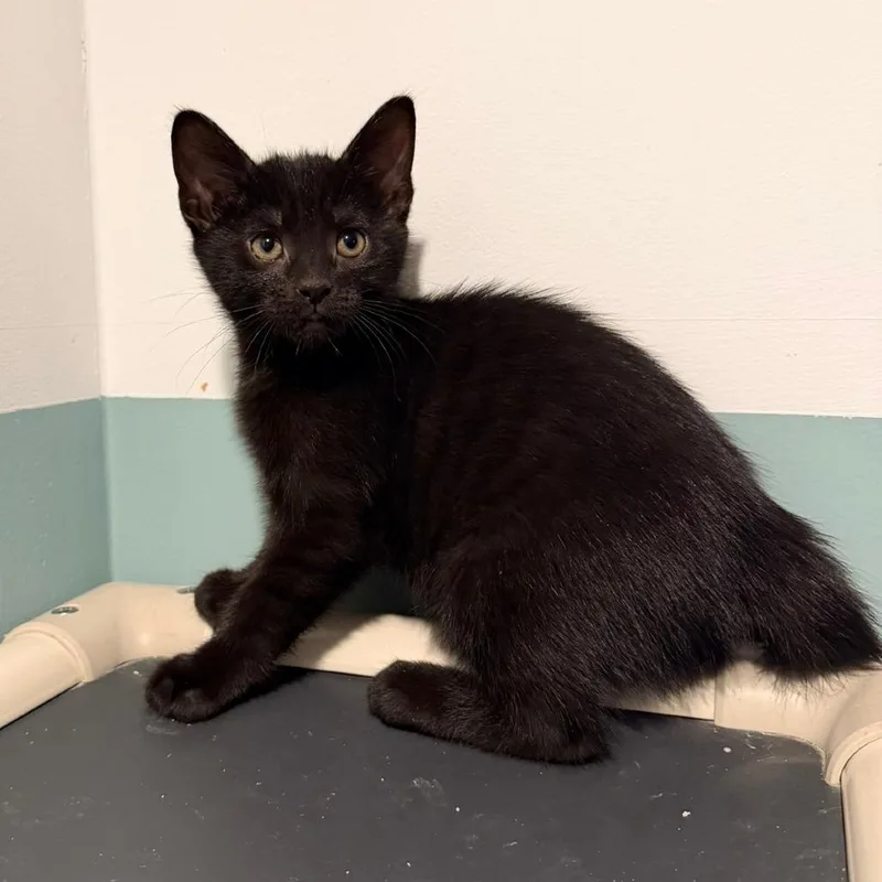 A baby small-sized male Black Domestic Short Hair cat named Madhu for adoption in Evansville, IN