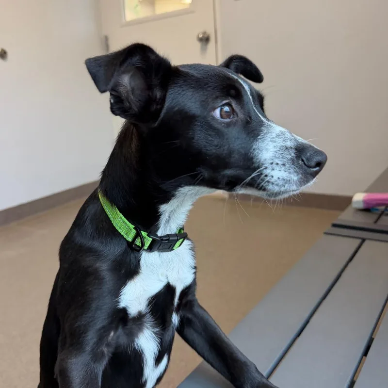A baby medium-sized female Pit Bull Terrier dog named Opal for adoption in South Elgin, IL