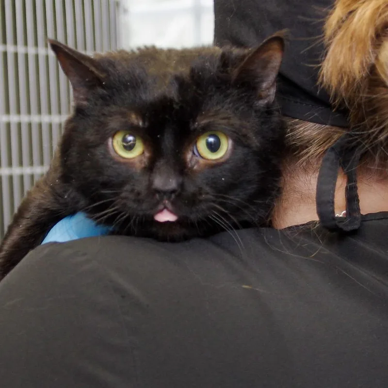 A young small-sized male Black Domestic Short Hair cat named Mars for adoption in Scituate, MA