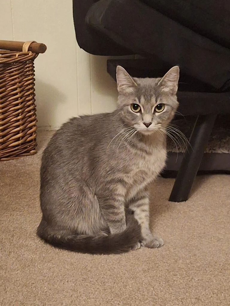 A young medium-sized female Domestic Short Hair cat named Subzero for adoption in Ironwood, MI