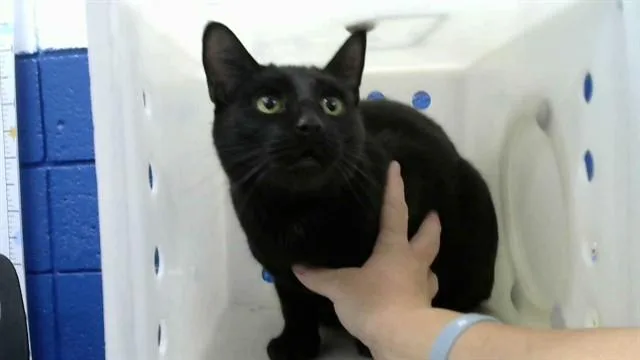 An adult medium-sized male Domestic Short Hair cat named Binx for adoption in Albuquerque, NM