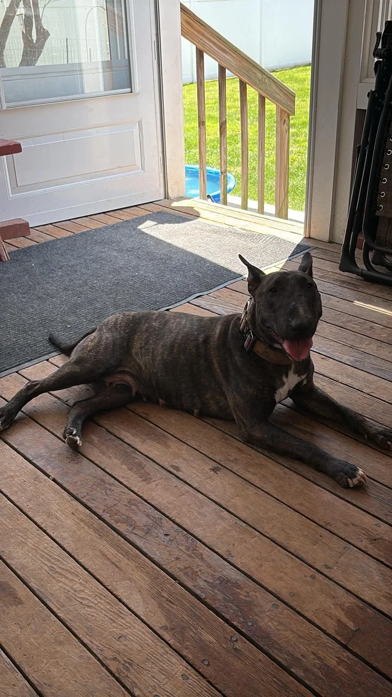 An adult medium-sized female Bull Terrier dog named Majestic for adoption in New York, NY