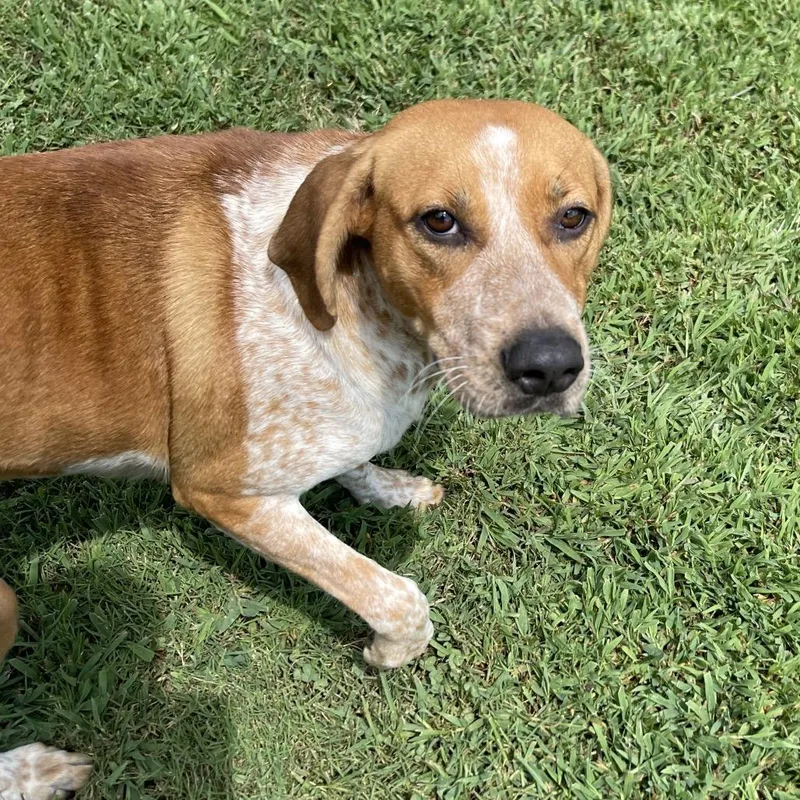 An adult medium-sized female Red / Chestnut / Orange Hound dog named Betsy for adoption in Blairsville, GA