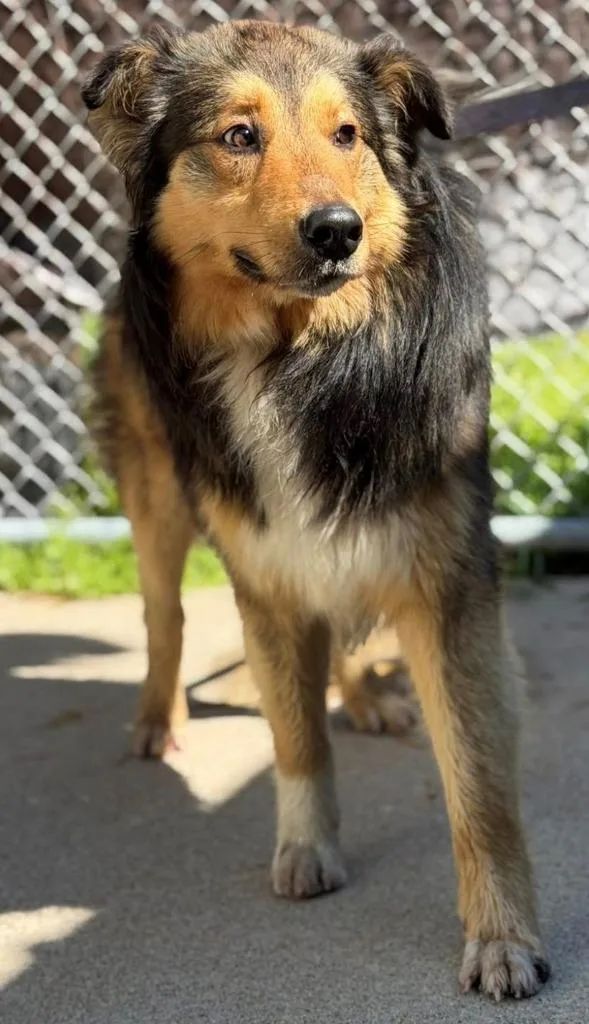 An adult large-sized male Border Collie dog named Rudy for adoption in Louisville, IL
