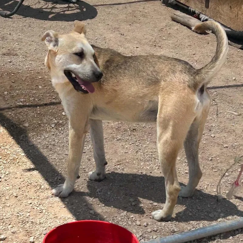 An adult small-sized male Apricot / Beige Mixed Breed dog named Floppy for adoption in Odessa, TX