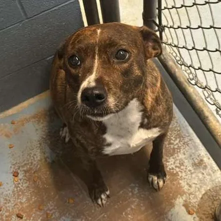 An adult medium-sized female Brindle Mixed Breed dog named Suzie for adoption in Gadsden, AL