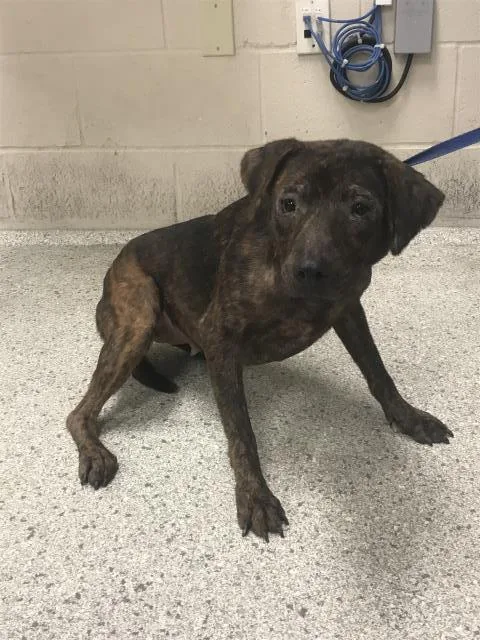 A young medium-sized female Pit Bull Terrier dog named Cinder for adoption in Conroe, TX