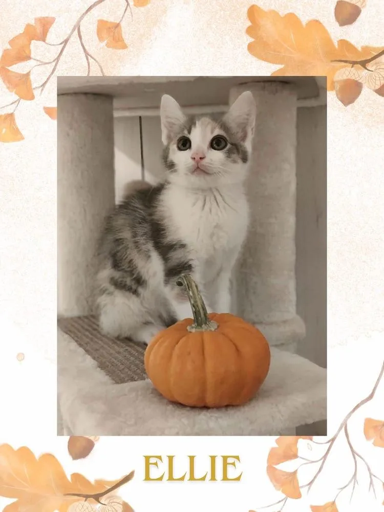 A baby small-sized female Gray & White Domestic Short Hair cat named Ellie for adoption in Telford, PA