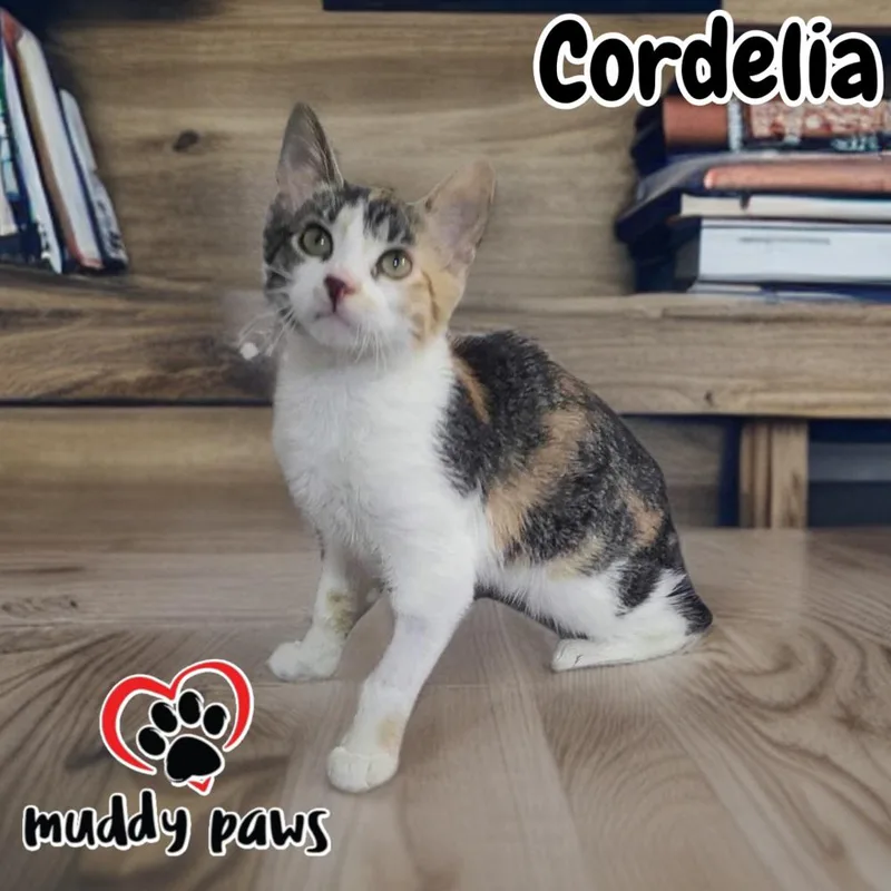 A baby small-sized female Calico cat named Cordelia for adoption in Council Bluffs, IA
