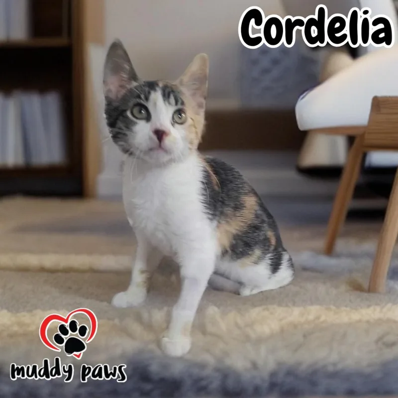Cordelia thumbnail 2