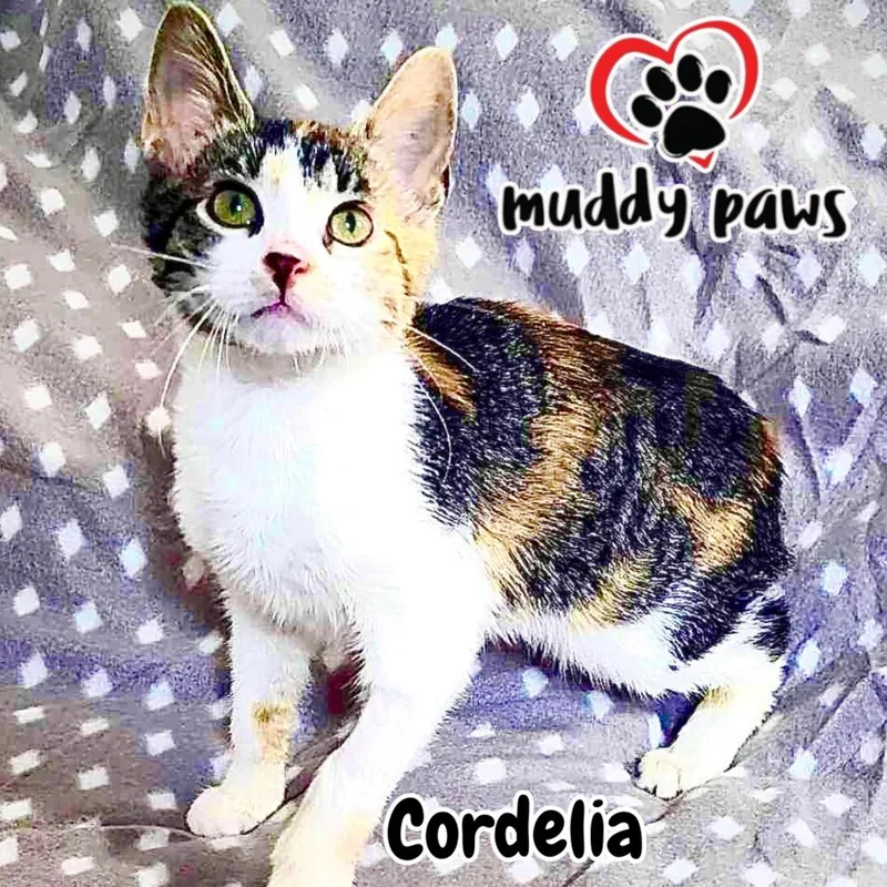 Cordelia thumbnail 3