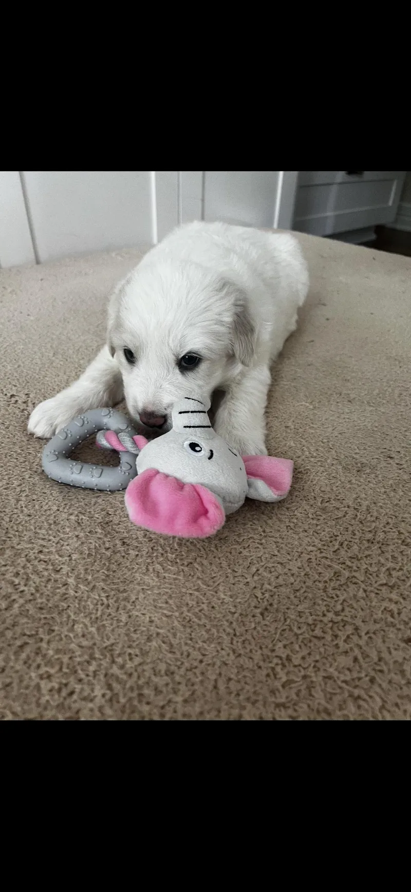 A baby large-sized female Great Pyrenees dog named Poppy Htx for adoption in Quinlan, TX