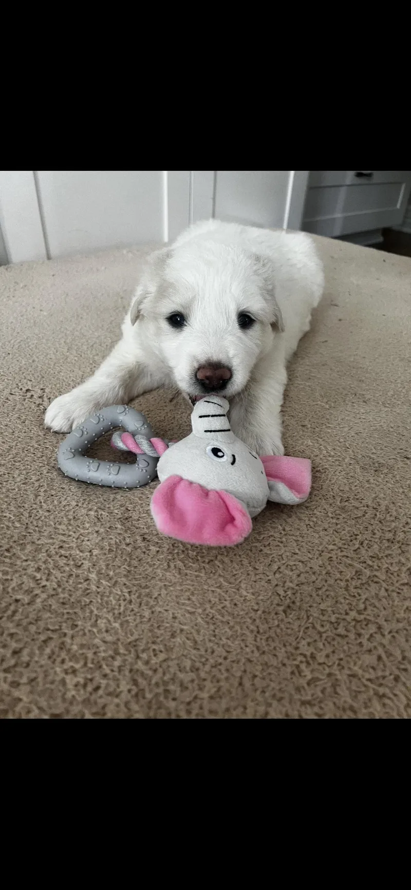 Poppy Htx thumbnail 3