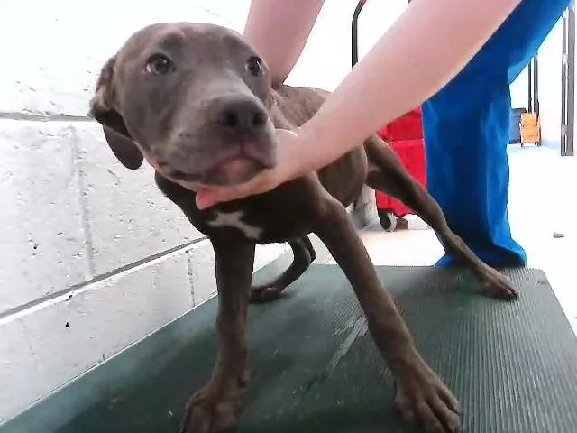 A young small-sized male Pit Bull Terrier dog named Yk for adoption in Tulsa, OK