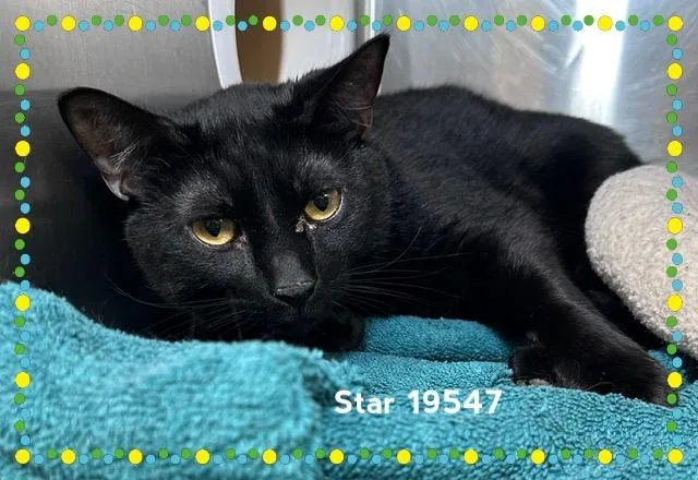 An adult large-sized male Black Domestic Short Hair cat named Star for adoption in Marietta, GA