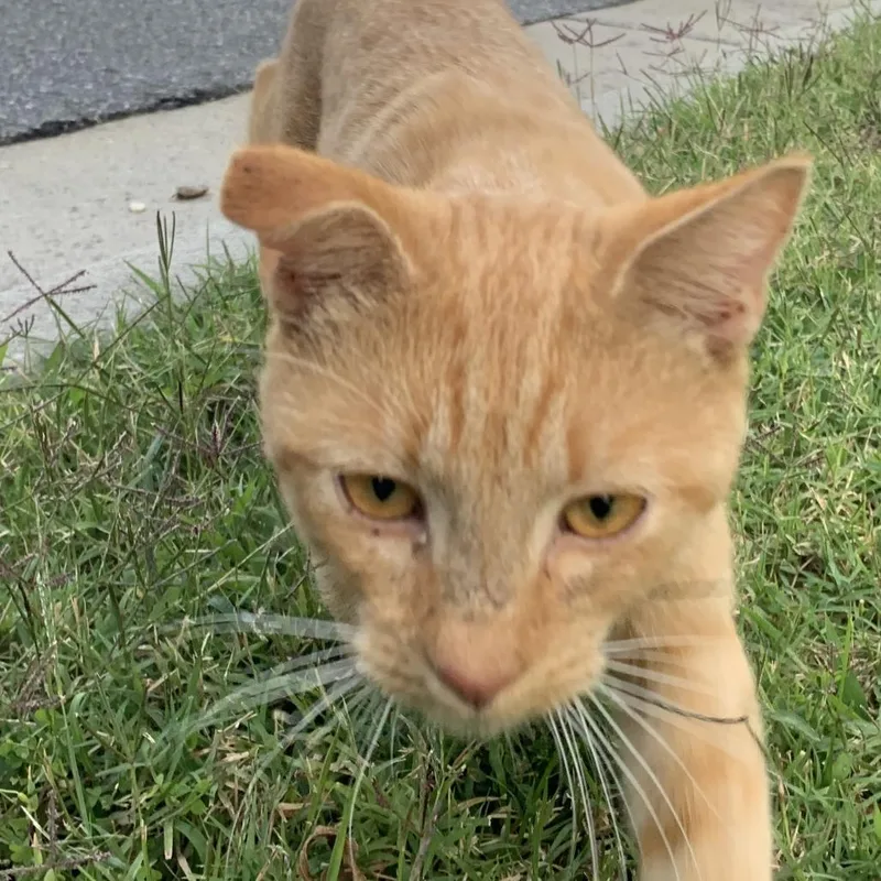 An adult medium-sized male Orange / Red Domestic Short Hair cat named Vlad for adoption in Greensboro, NC