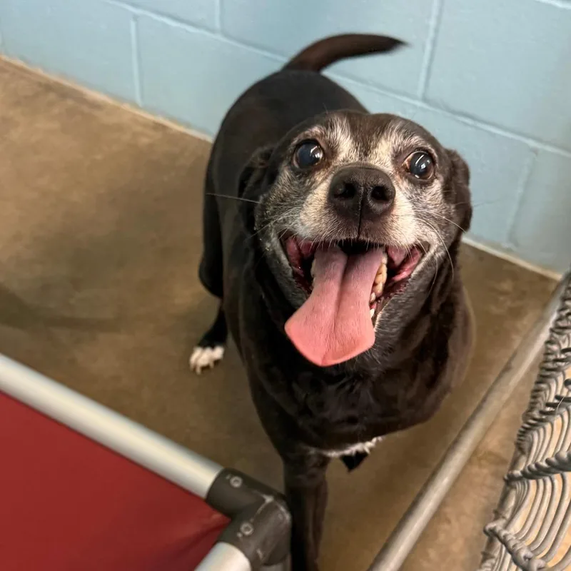 An adult medium-sized female Gray / Blue / Silver Chihuahua dog named Sally for adoption in Emporia, KS