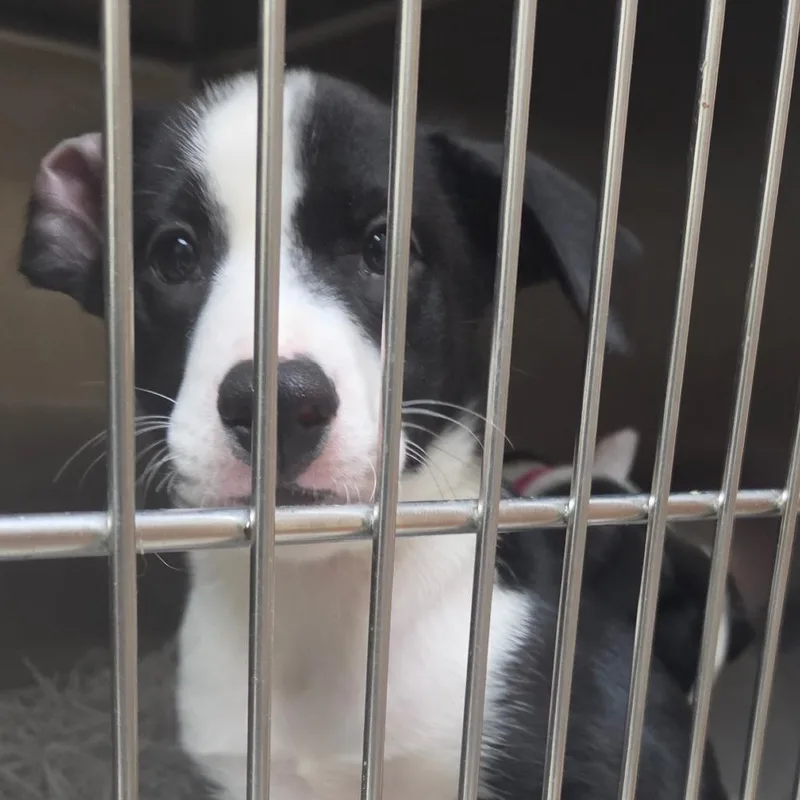 A baby medium-sized female Black Border Collie dog named Jan for adoption in Lakeland, FL
