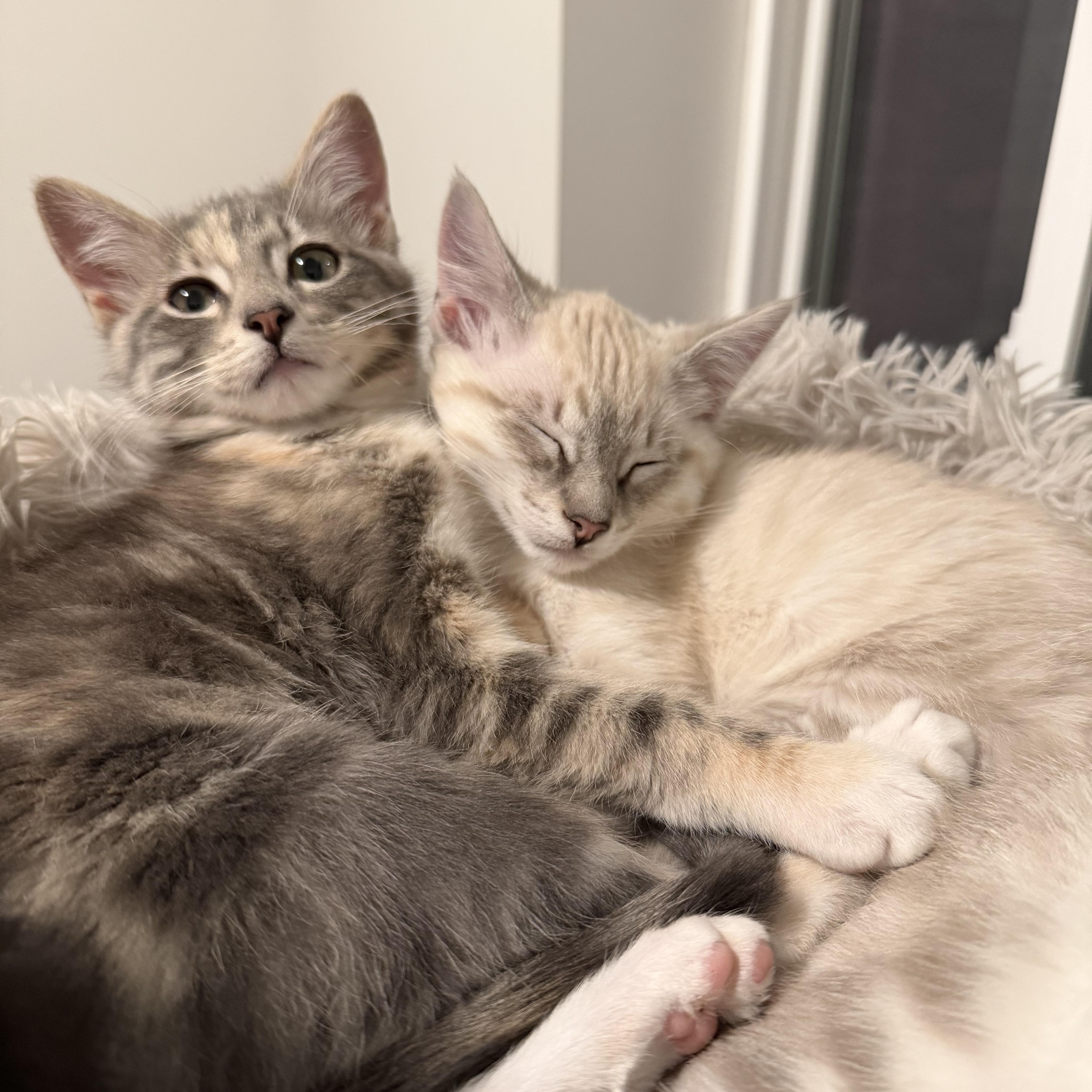 A baby medium-sized female Tabby (Gray / Blue / Silver) Dilute Calico cat named Mai Tai for adoption in Midvale, UT