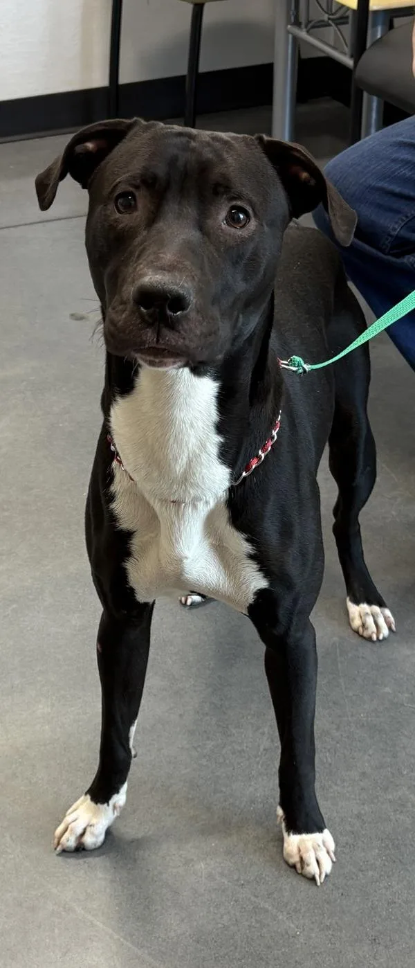 An adult large-sized male Pit Bull Terrier dog named Pen  Dodger for adoption in Lawrenceville, GA