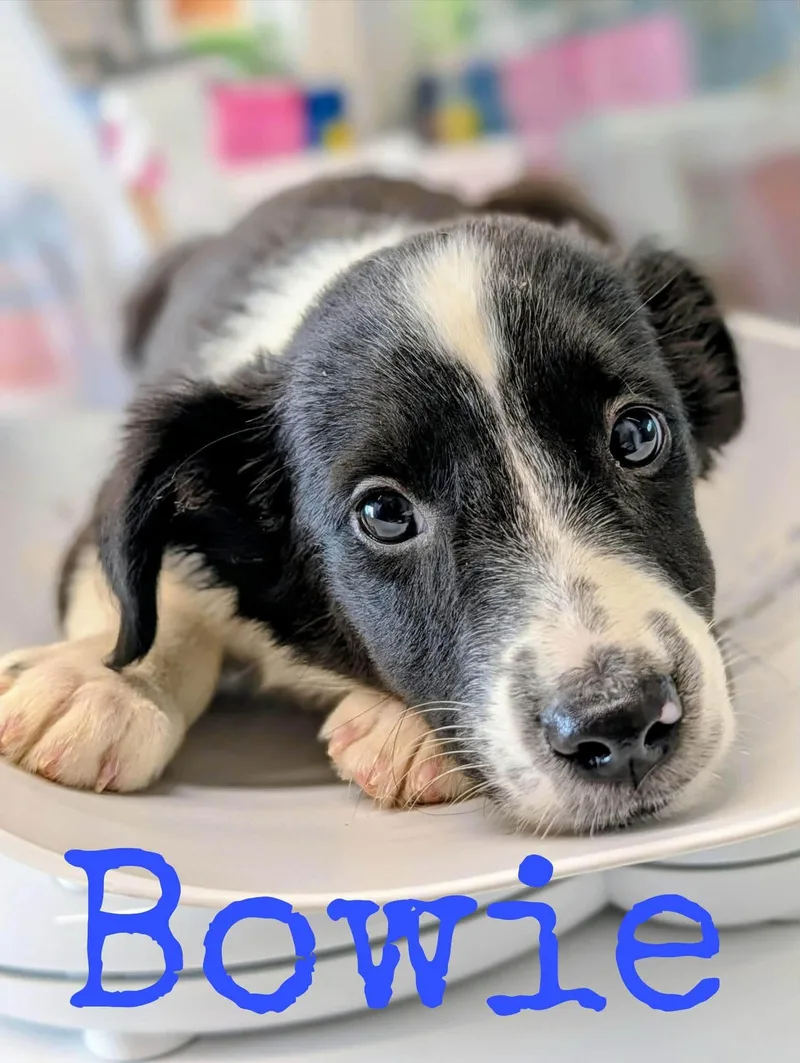 Bowie
