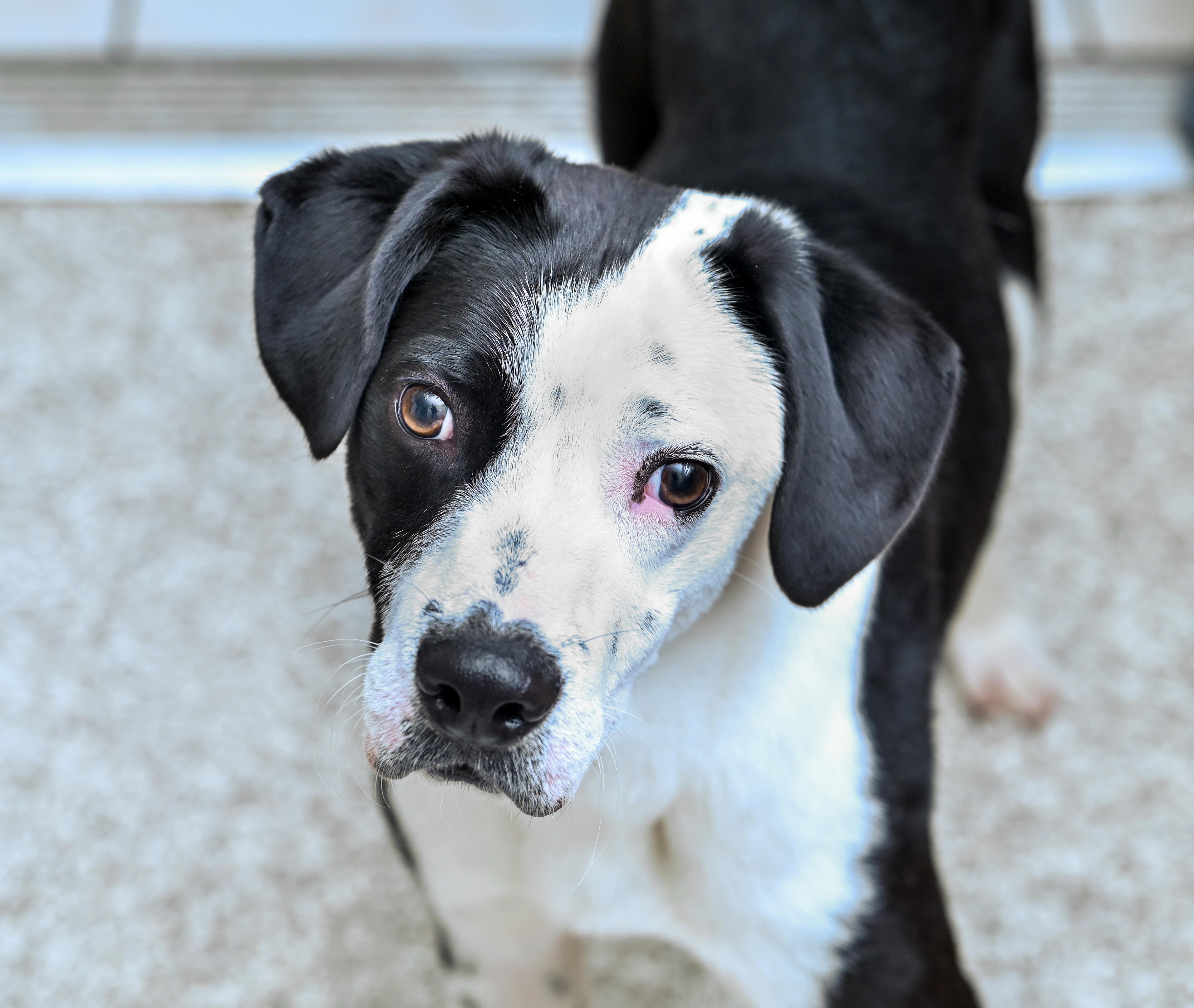 An adult large-sized male Bicolor Shepherd dog named Agave for adoption in Chattanooga, TN