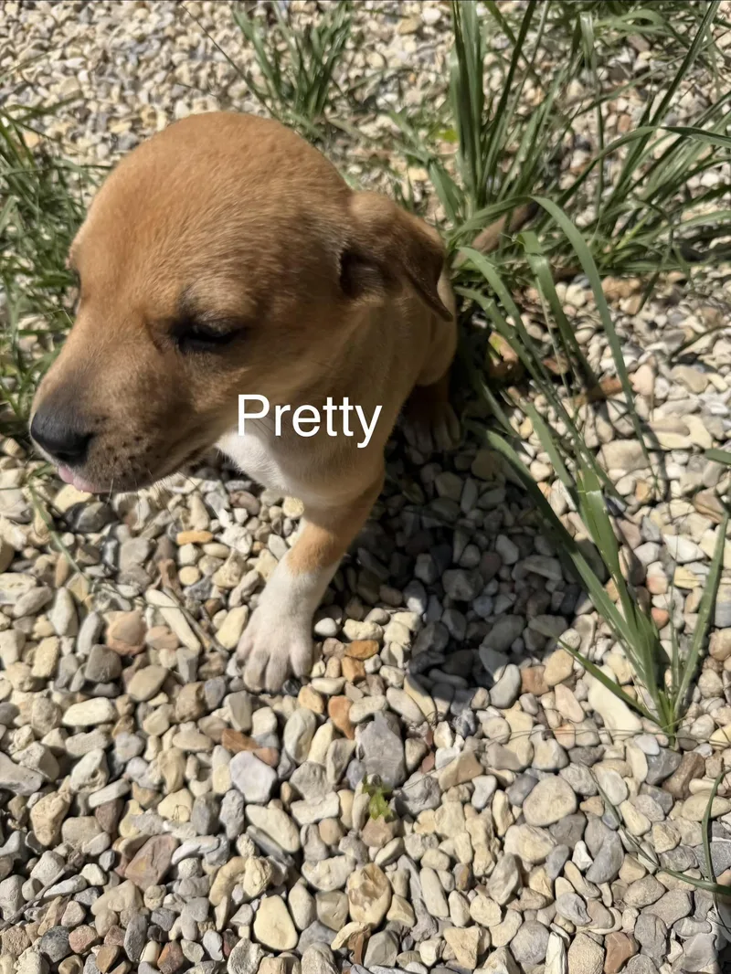 A baby medium-sized female German Shepherd Dog dog named Pretty for adoption in Kiln, MS