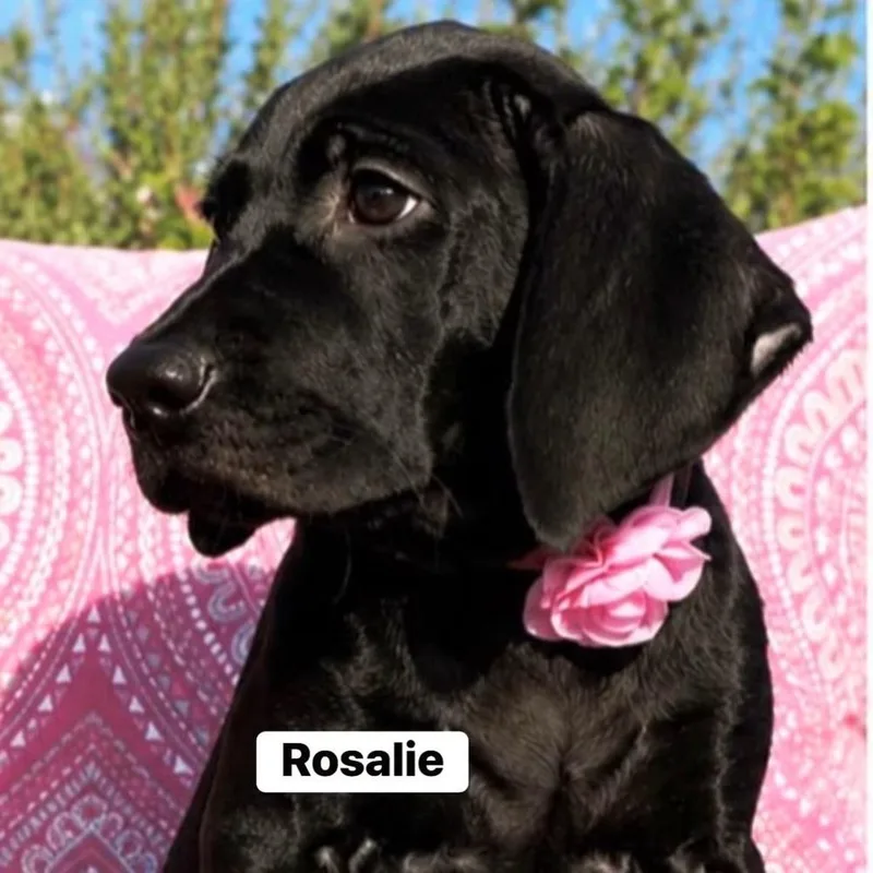Rosalie