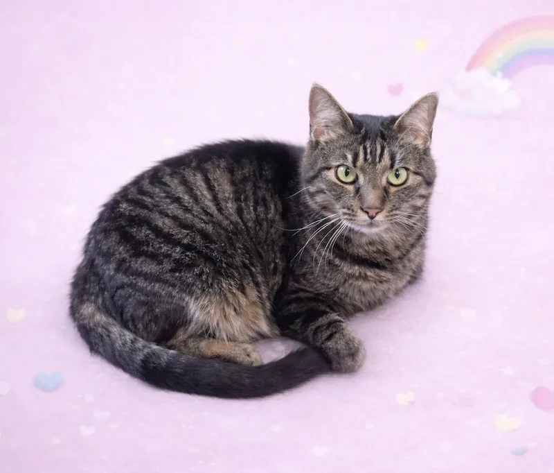 Felicity thumbnail 2