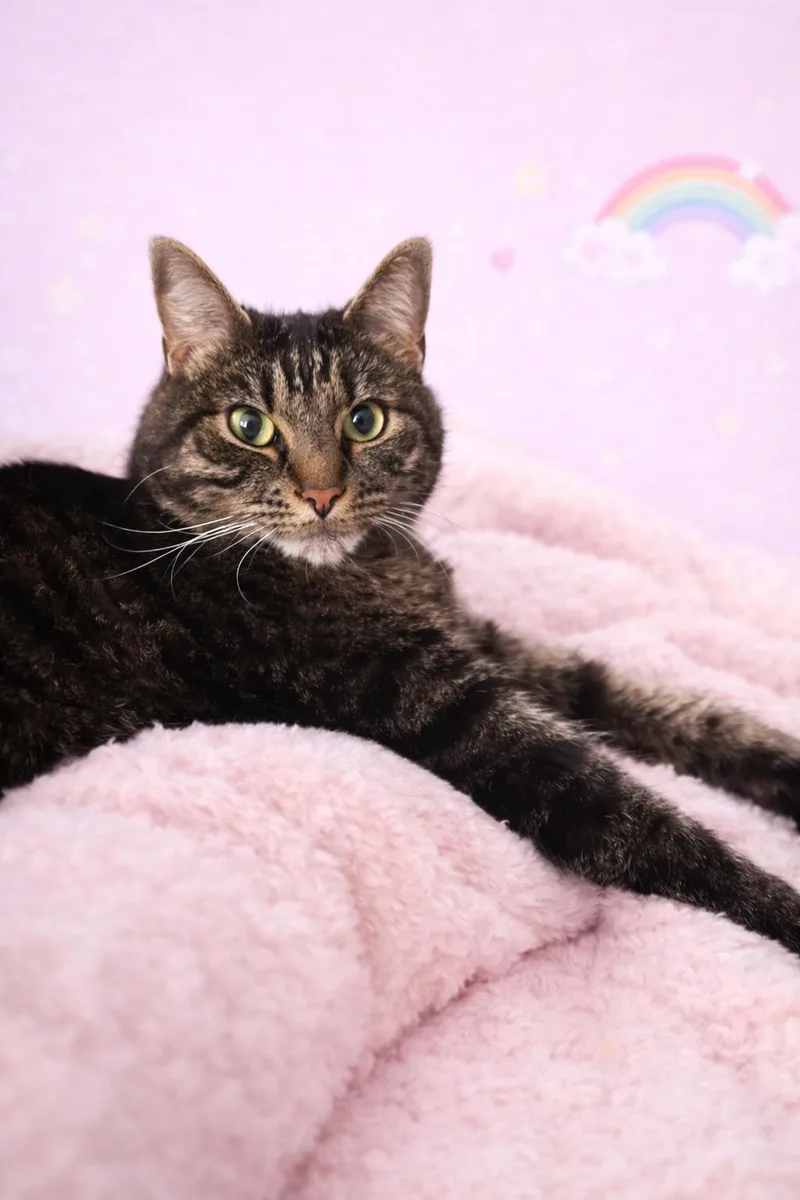 Felicity thumbnail 3