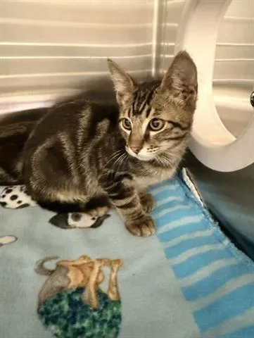 A baby small-sized male Domestic Short Hair cat named Moose for adoption in San Martin, CA