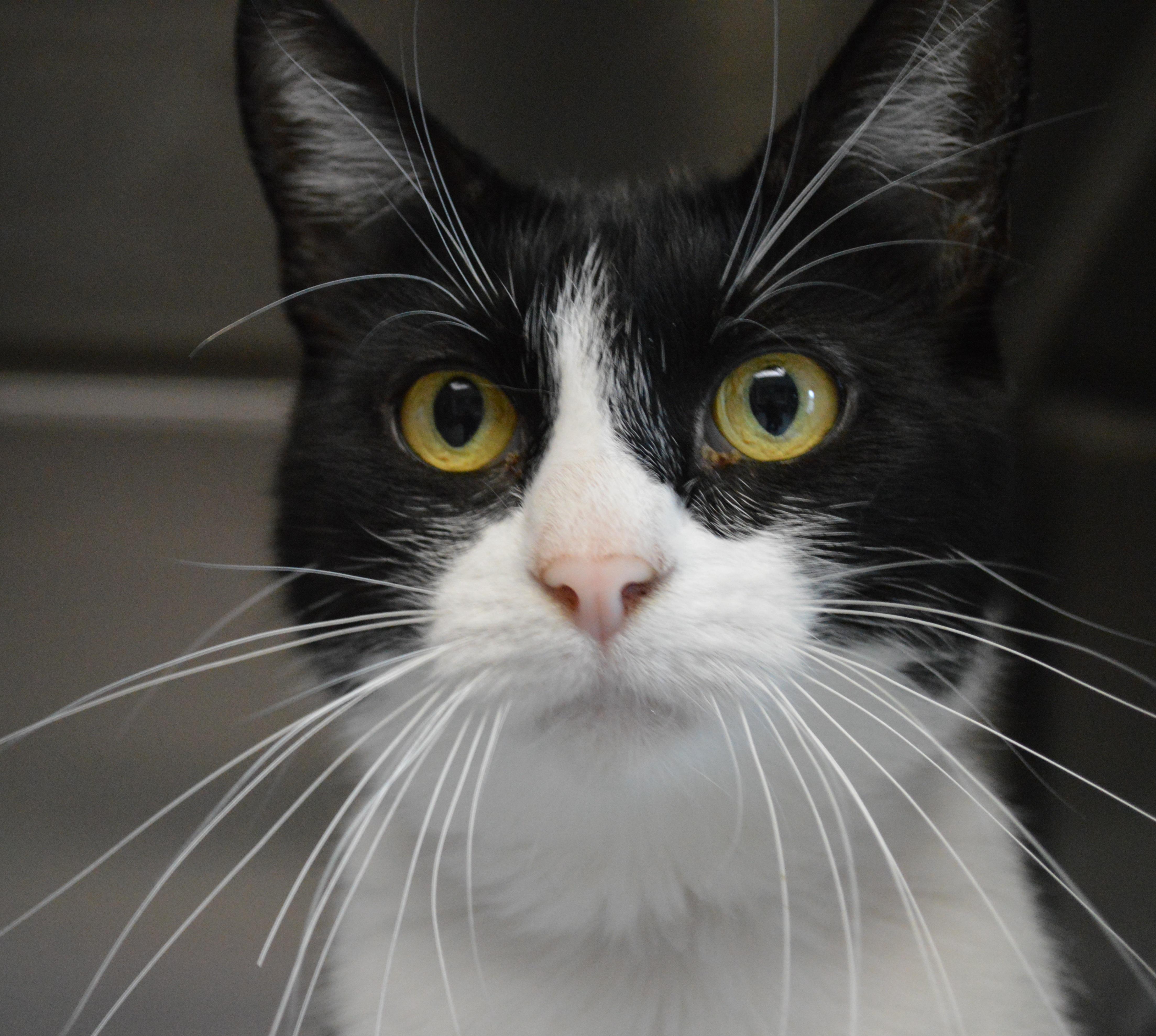 An adult medium-sized female Black & White / Tuxedo Domestic Short Hair cat named Elora Danen for adoption in House Springs, MO