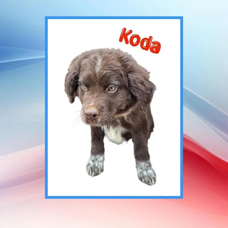 Koda thumbnail 2