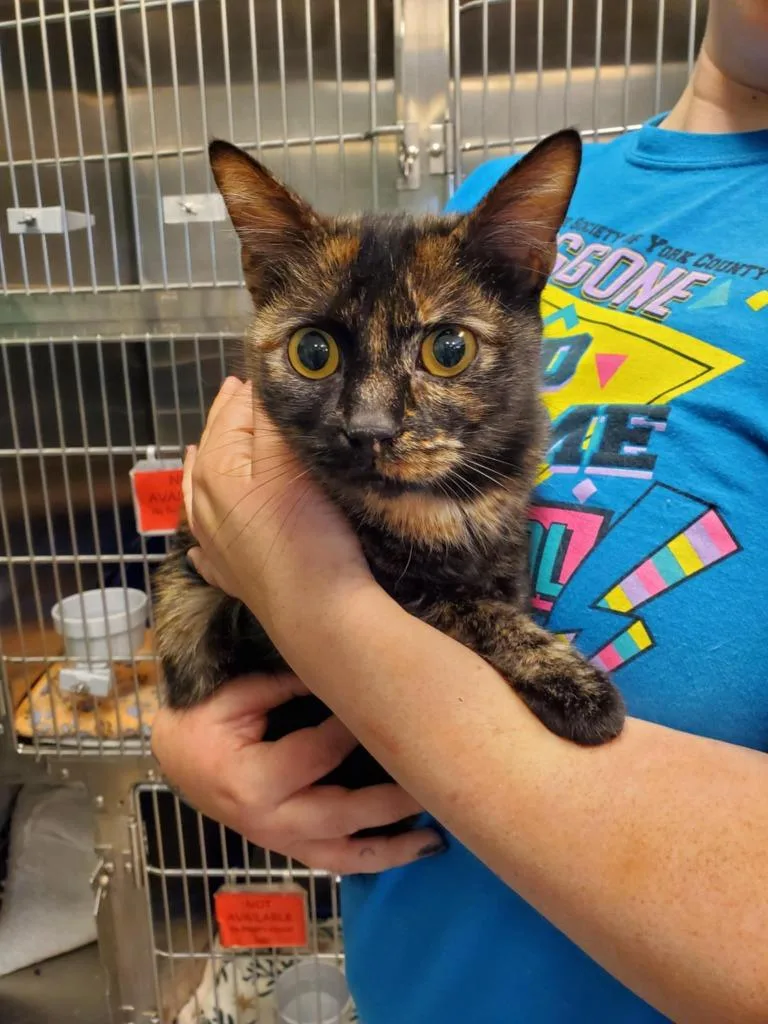 An adult medium-sized female Domestic Short Hair cat named Fiona for adoption in Fort Mill, SC