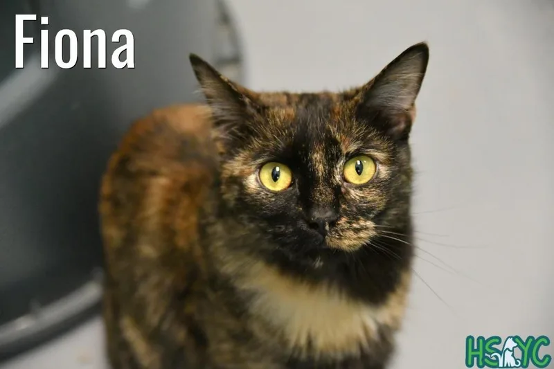 Fiona thumbnail 2
